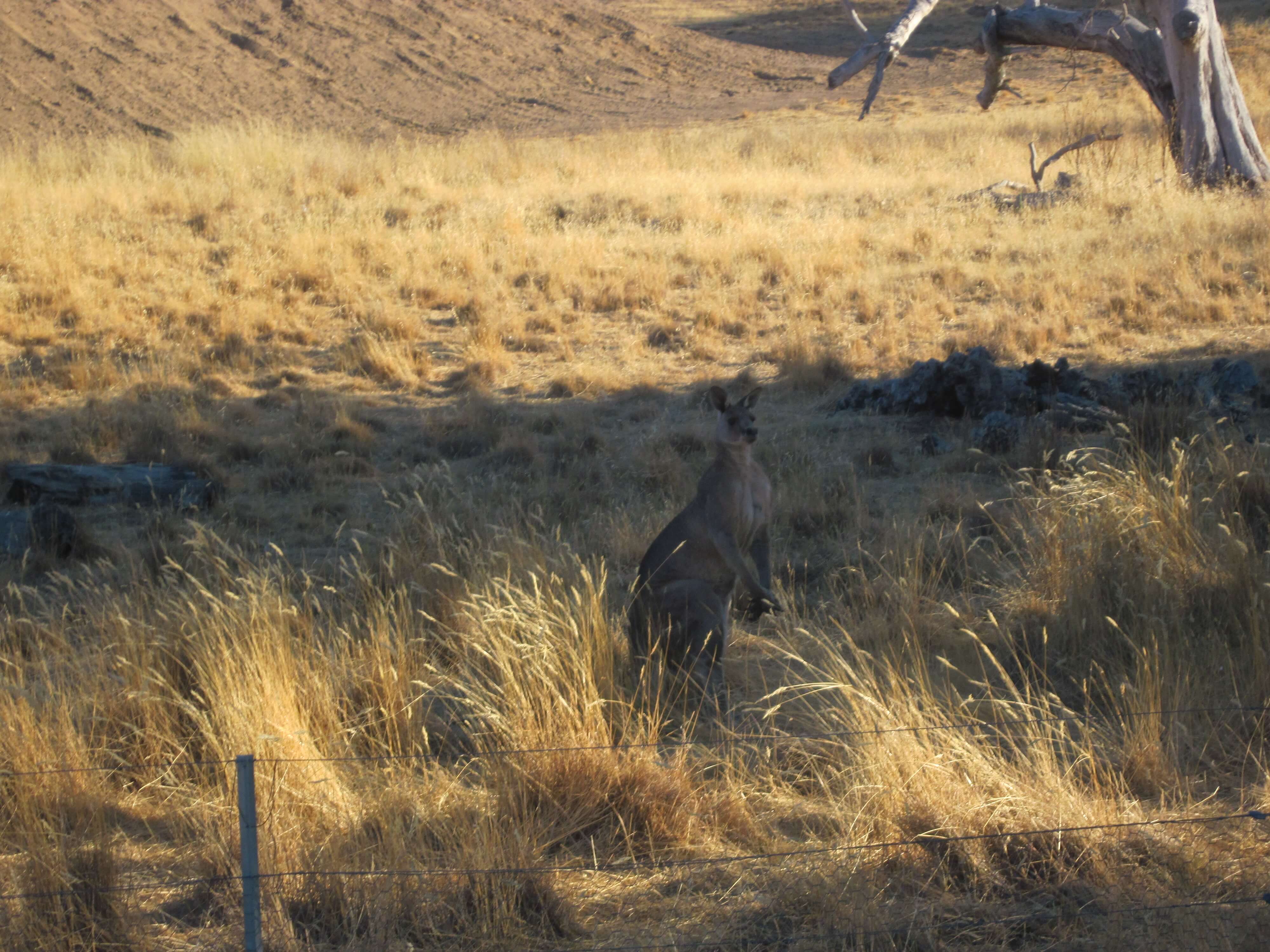 work and travel Australien und Neuseeland