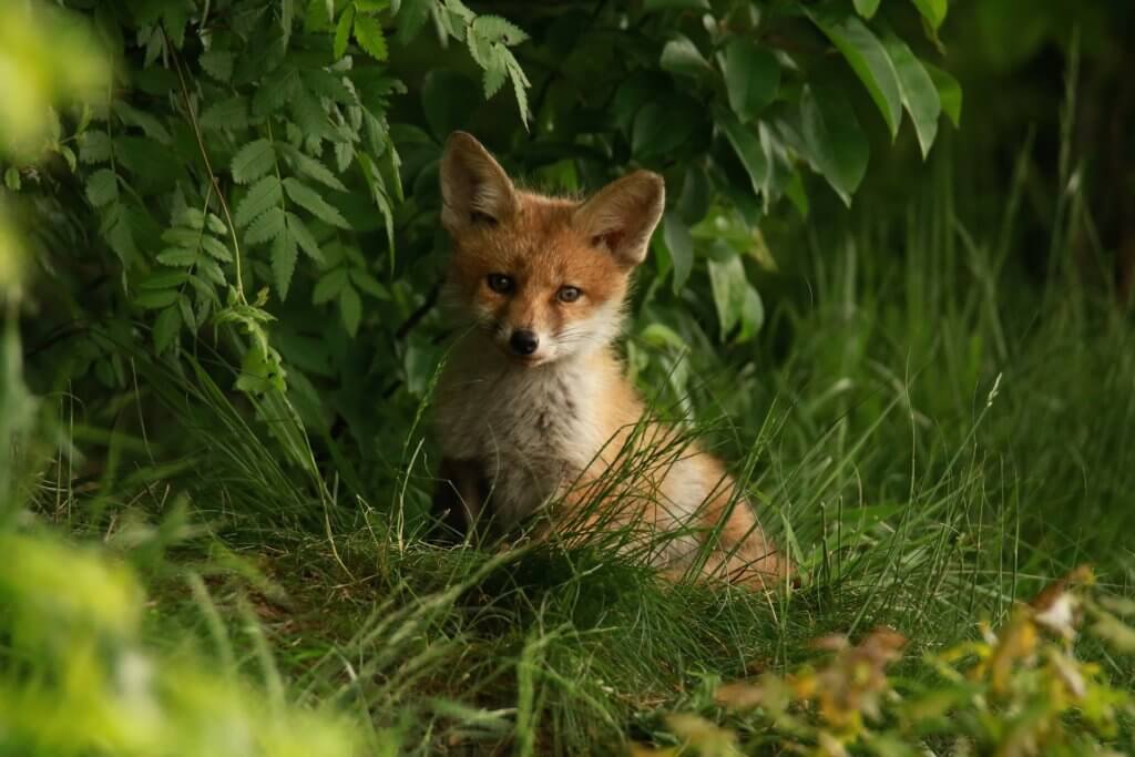 winterfeuchte subtropen tiere fuchs